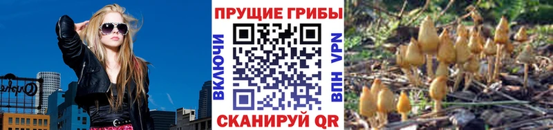 где купить   Тетюши  OMG как зайти  Псилоцибиновые грибы мухоморы 